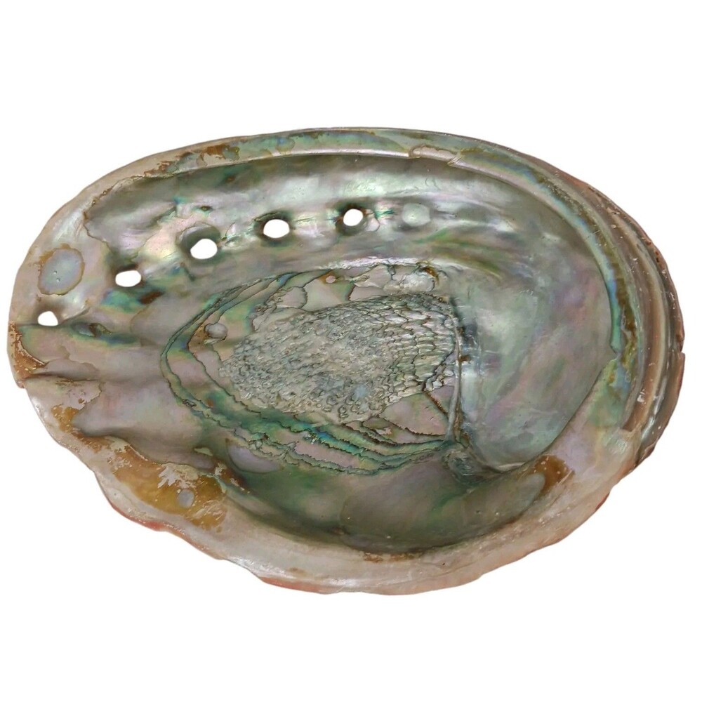 Large Trophy Vtg Red Abalone Mother Of Pearl Shell Iridescent